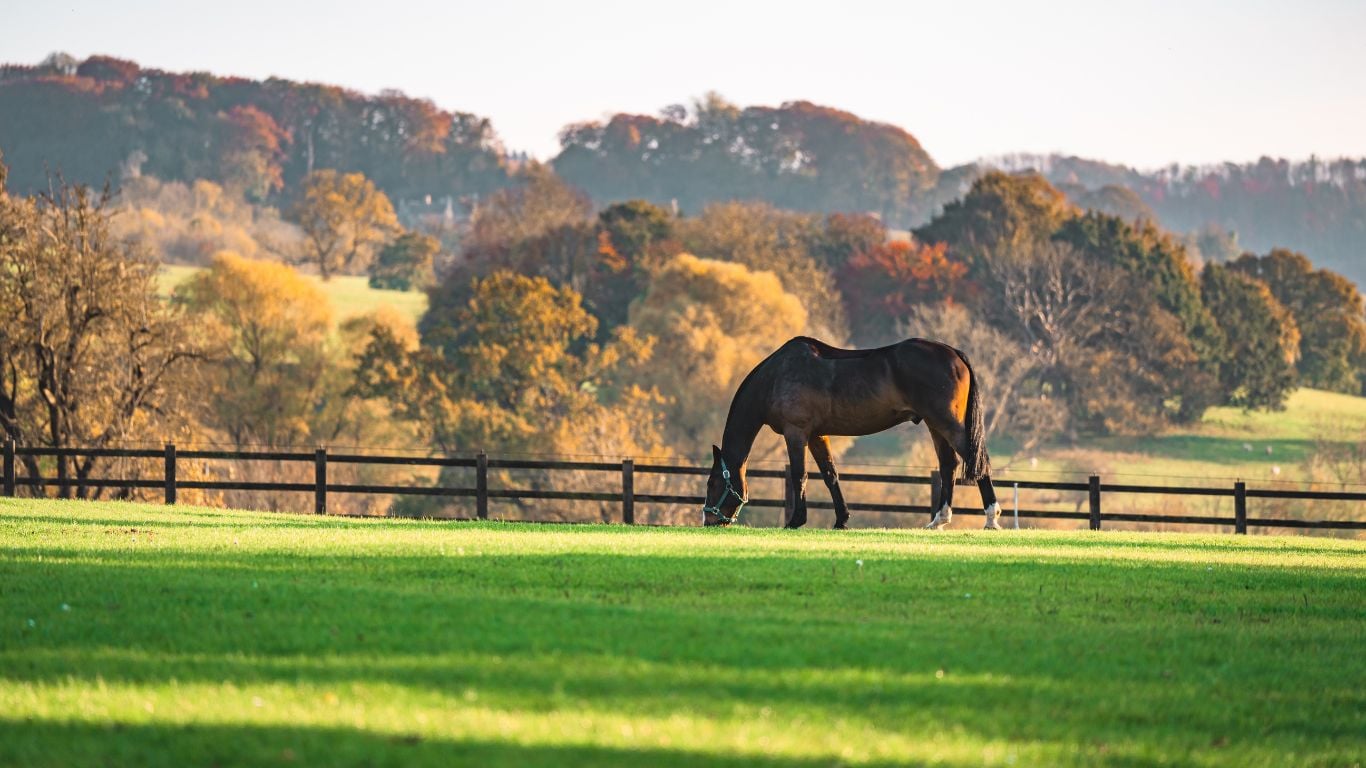 lady with pink boots on a horse in a green field 