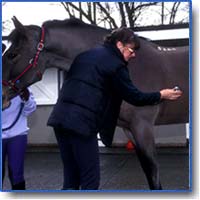 vet examing a horse